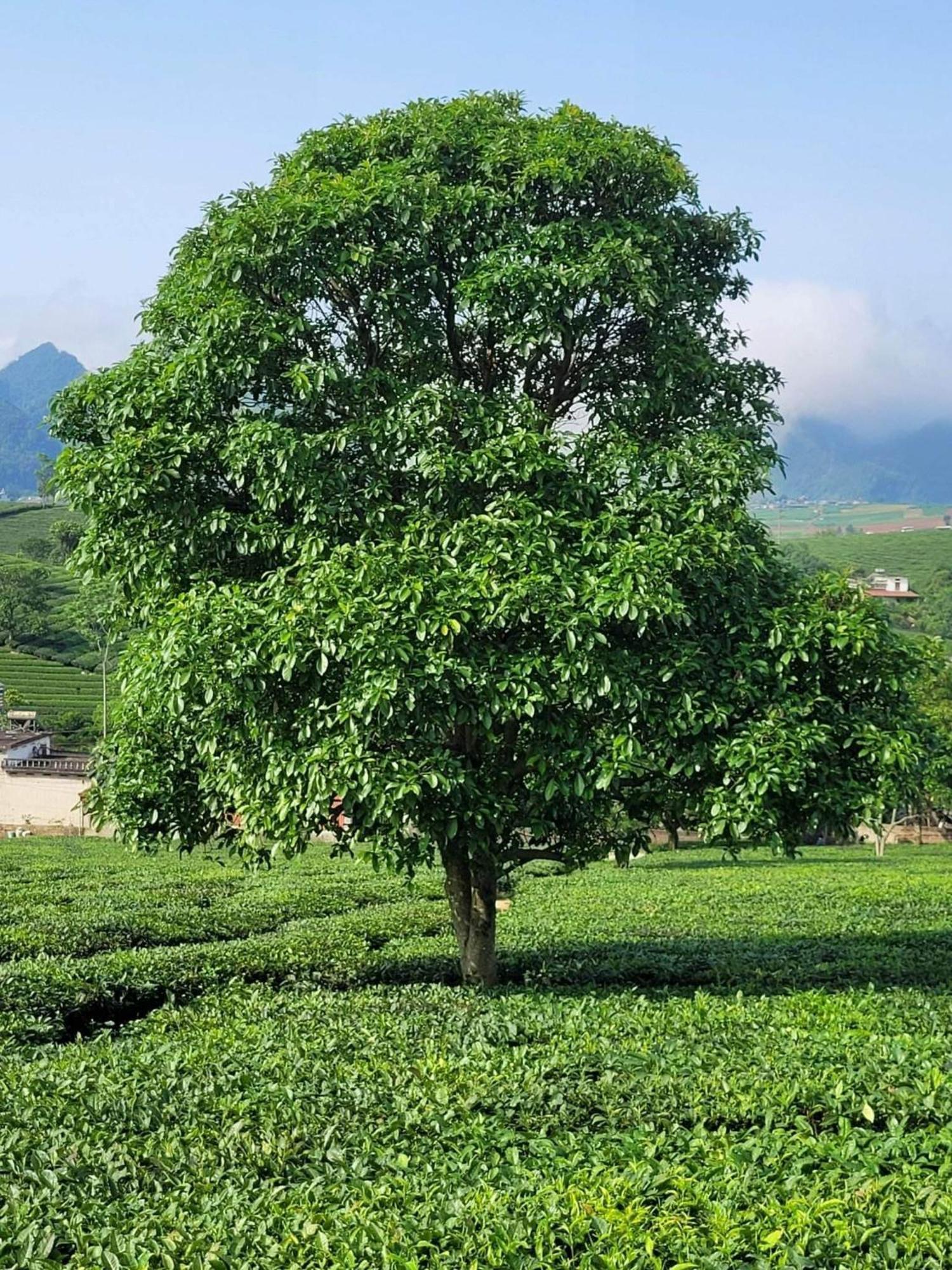 Mum Homestay Moc Chau Zewnętrze zdjęcie